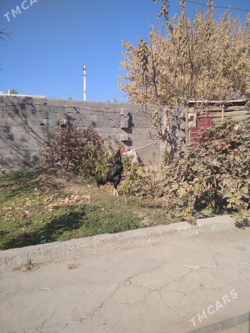 taskent - Aşgabat - img 2