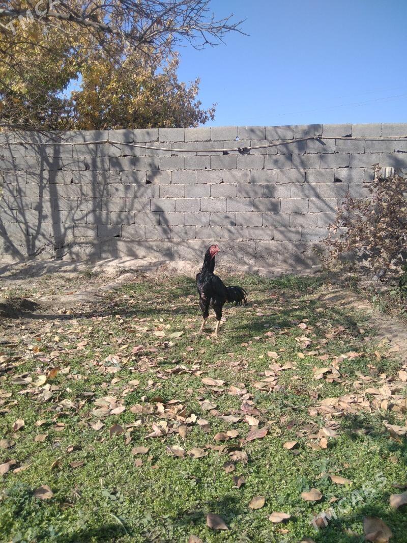 taskent - Aşgabat - img 4