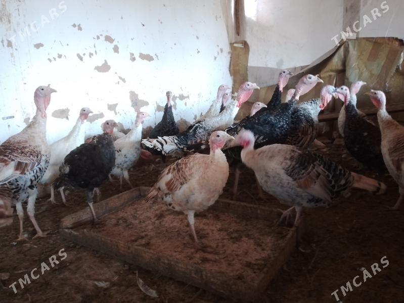 Induk - Murgap - img 2