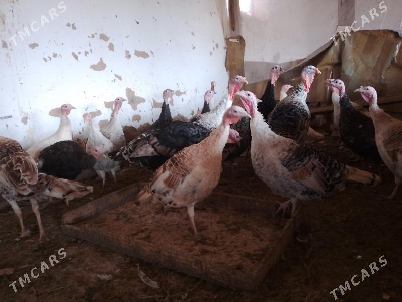 Induk - Murgap - img 1