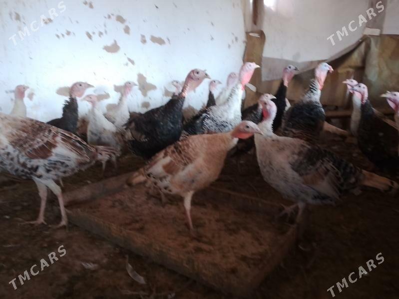 Induk - Murgap - img 3