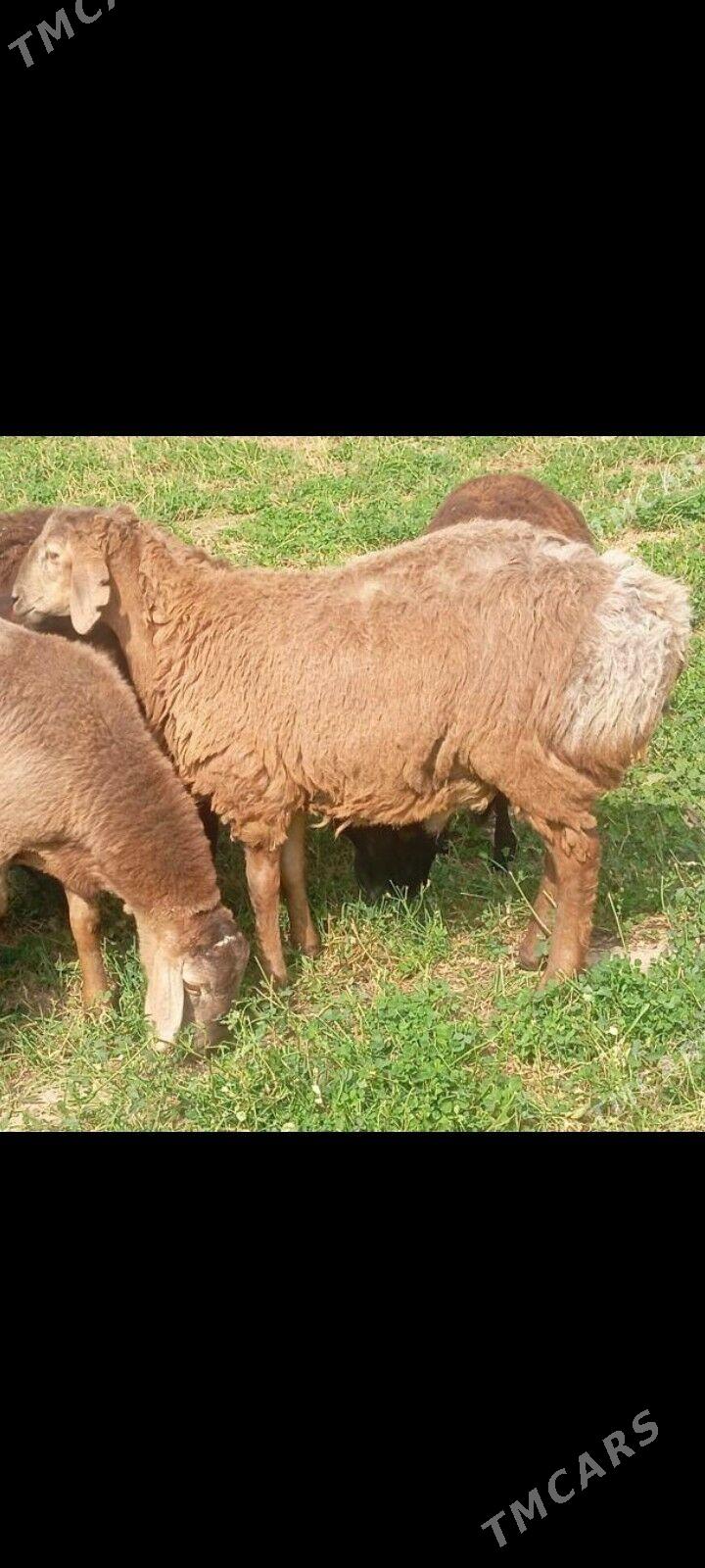 gisar goc - Ашхабад - img 2