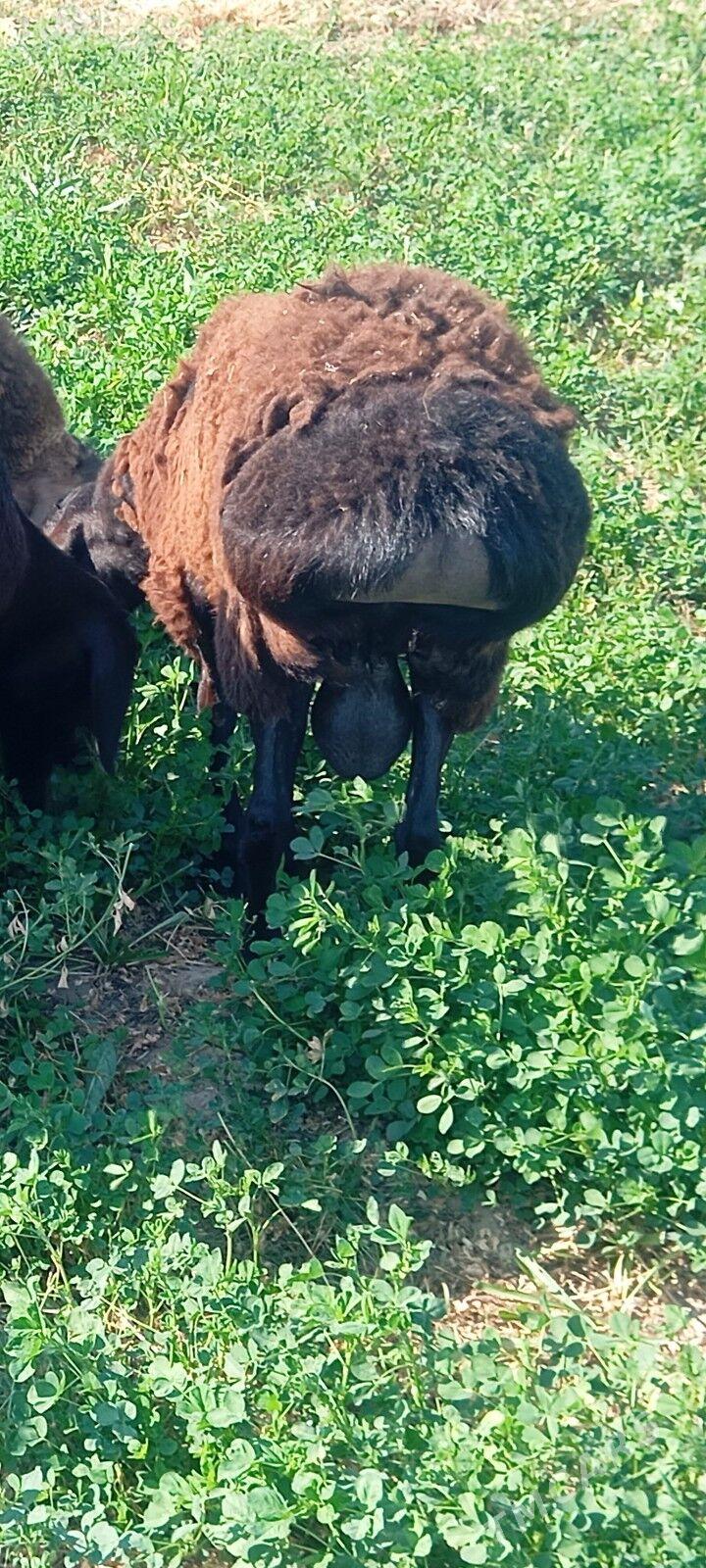 gisar goc - Ашхабад - img 5