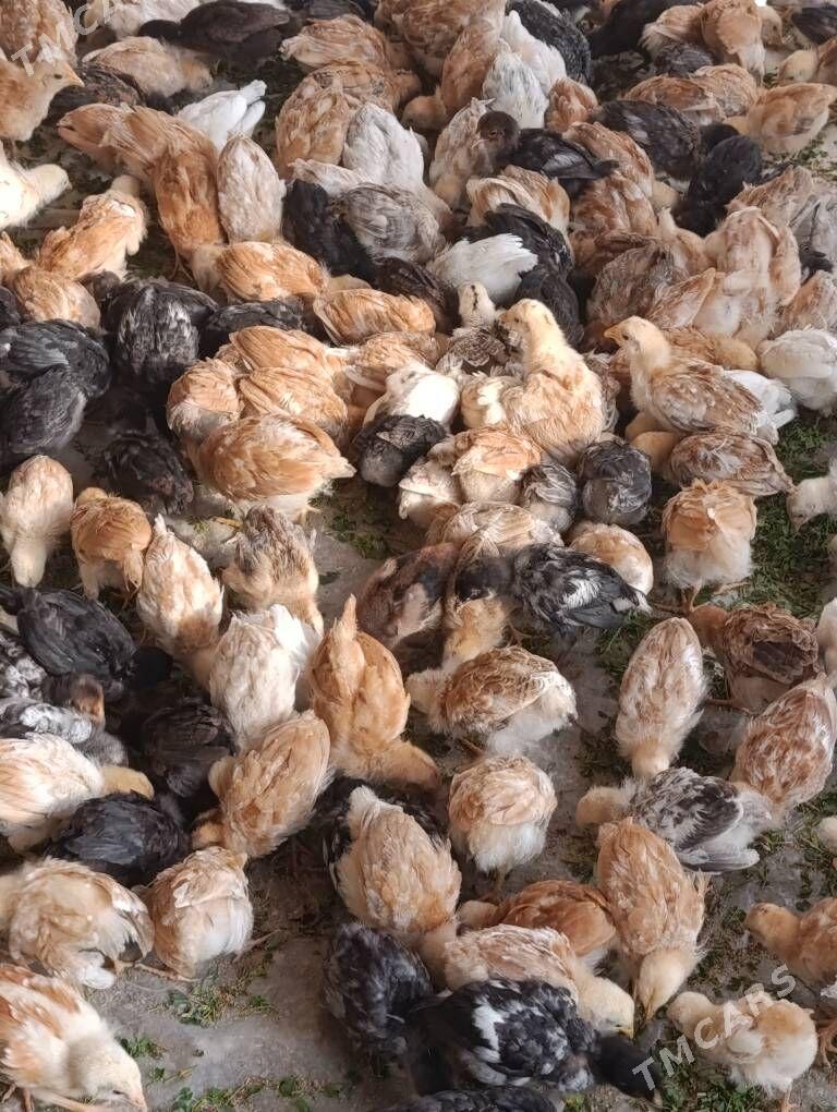 towuk çüje - Baýramaly - img 3