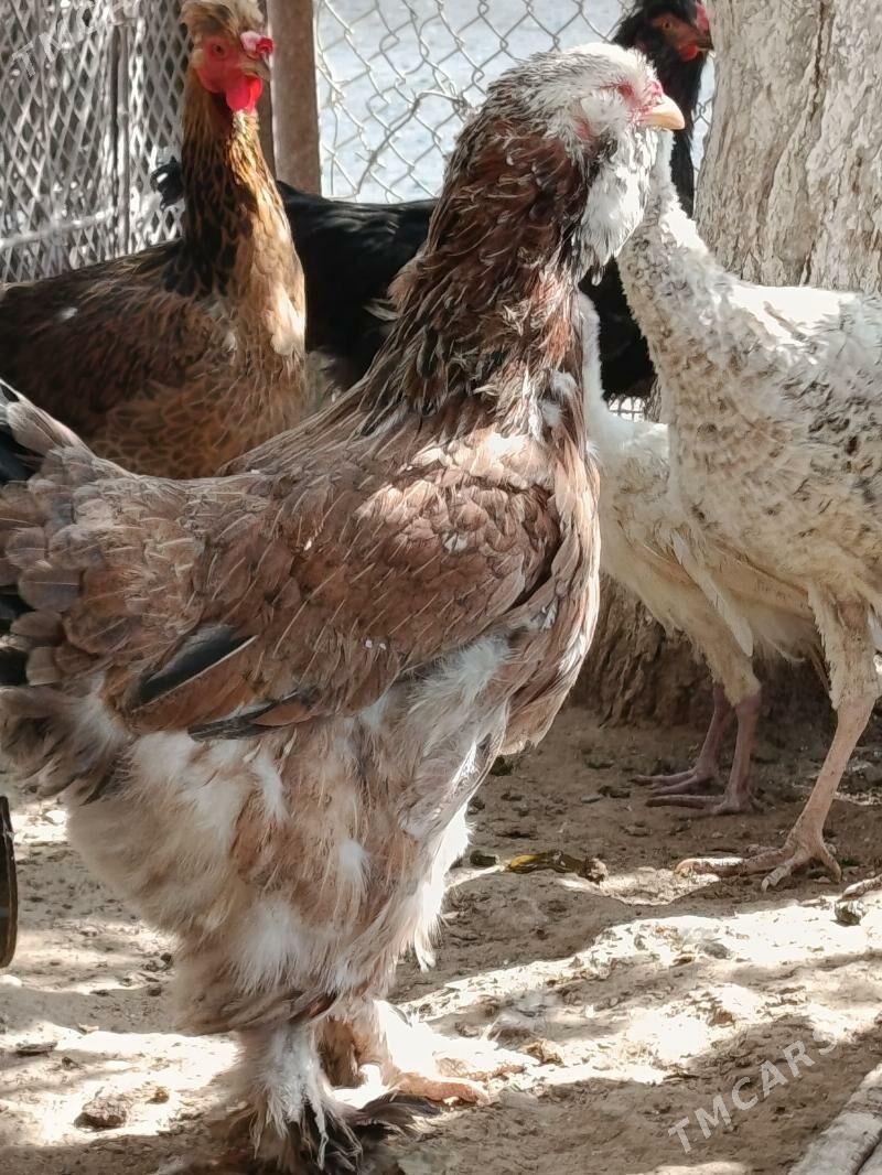 BRAMA - Туркменбаши - img 3