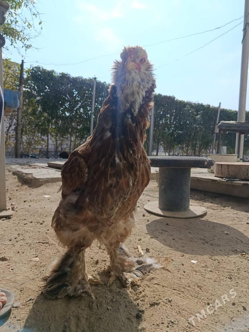 BRAMA - Туркменбаши - img 2