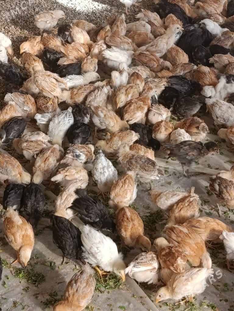 towuk çüje - Baýramaly - img 2