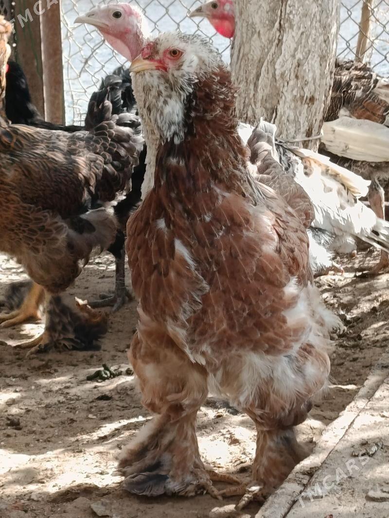 BRAMA - Туркменбаши - img 5