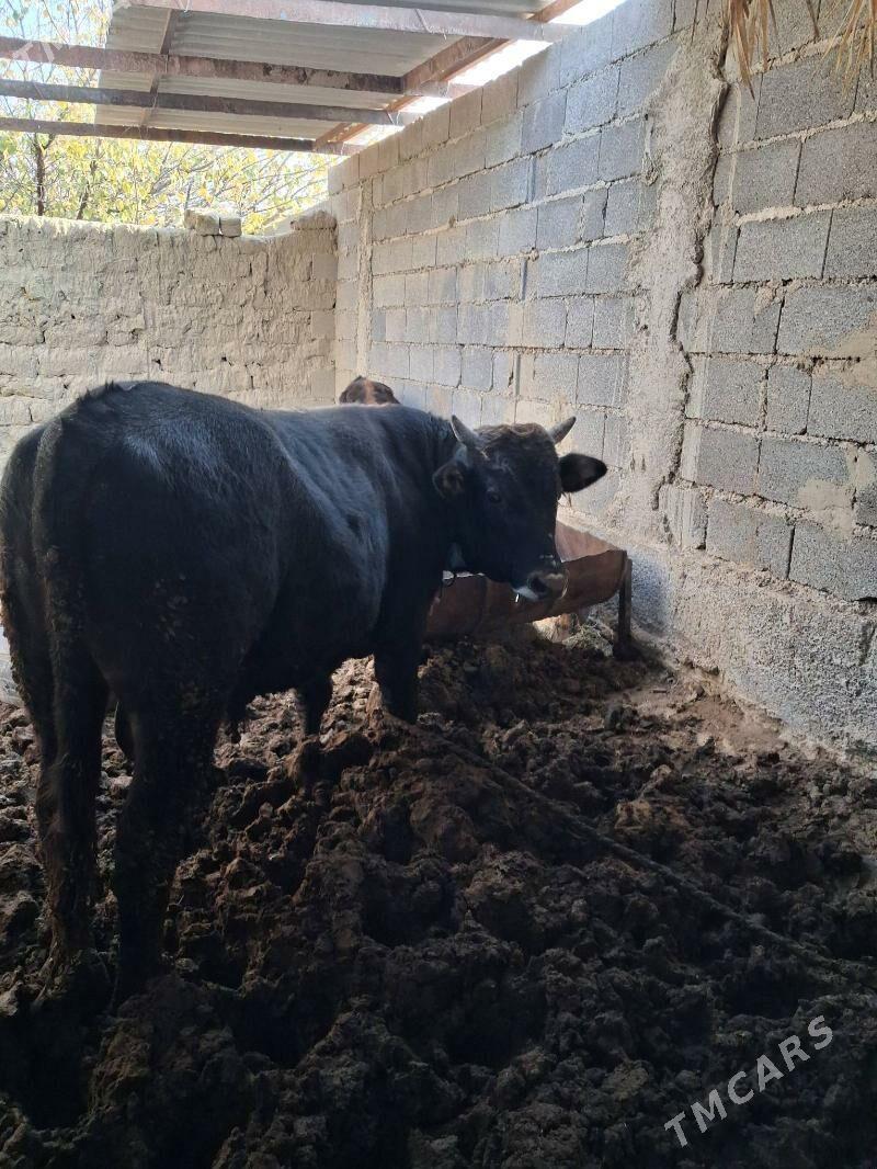 Öküz - Бахарден - img 3