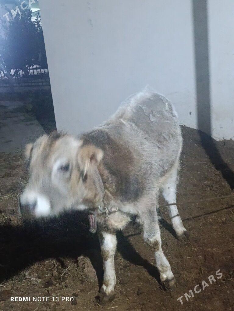 okuz - Täze zaman - img 2