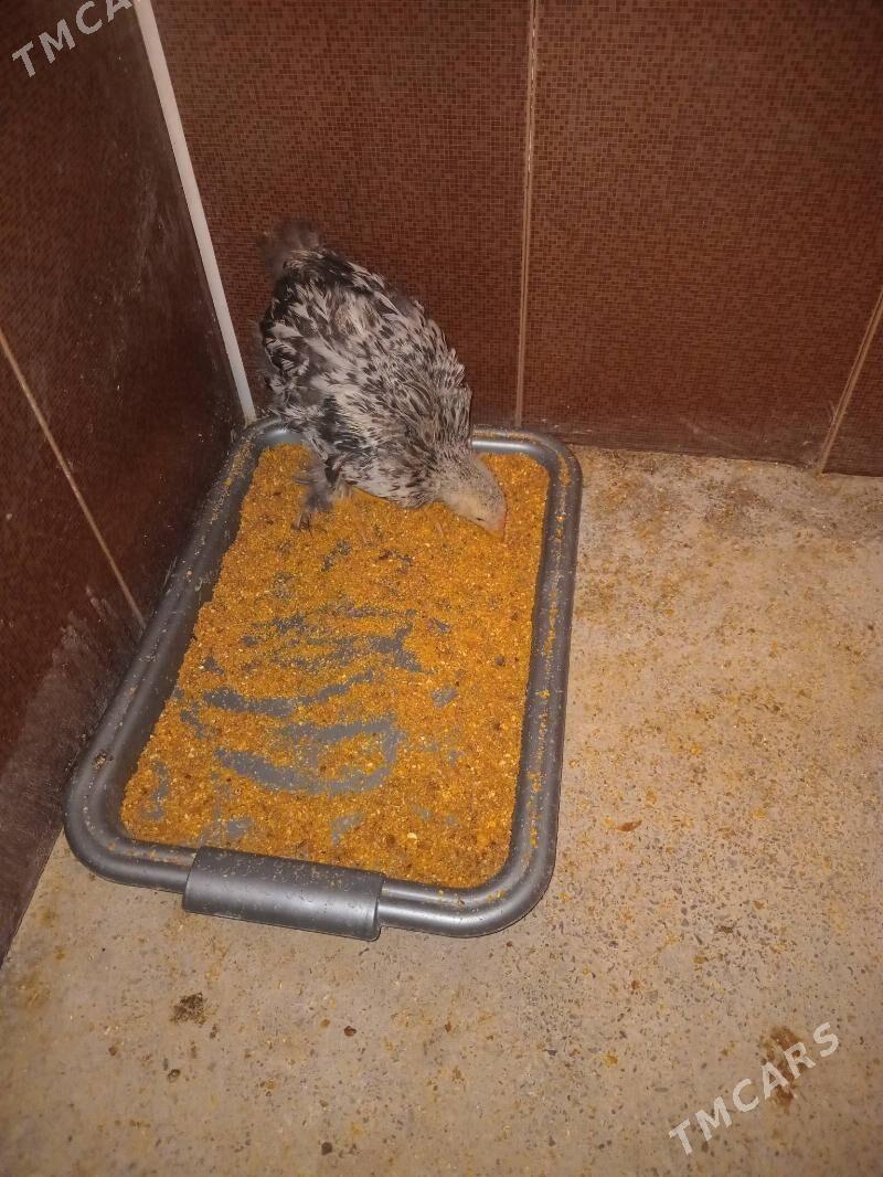 Jüje - Gökdepe - img 2