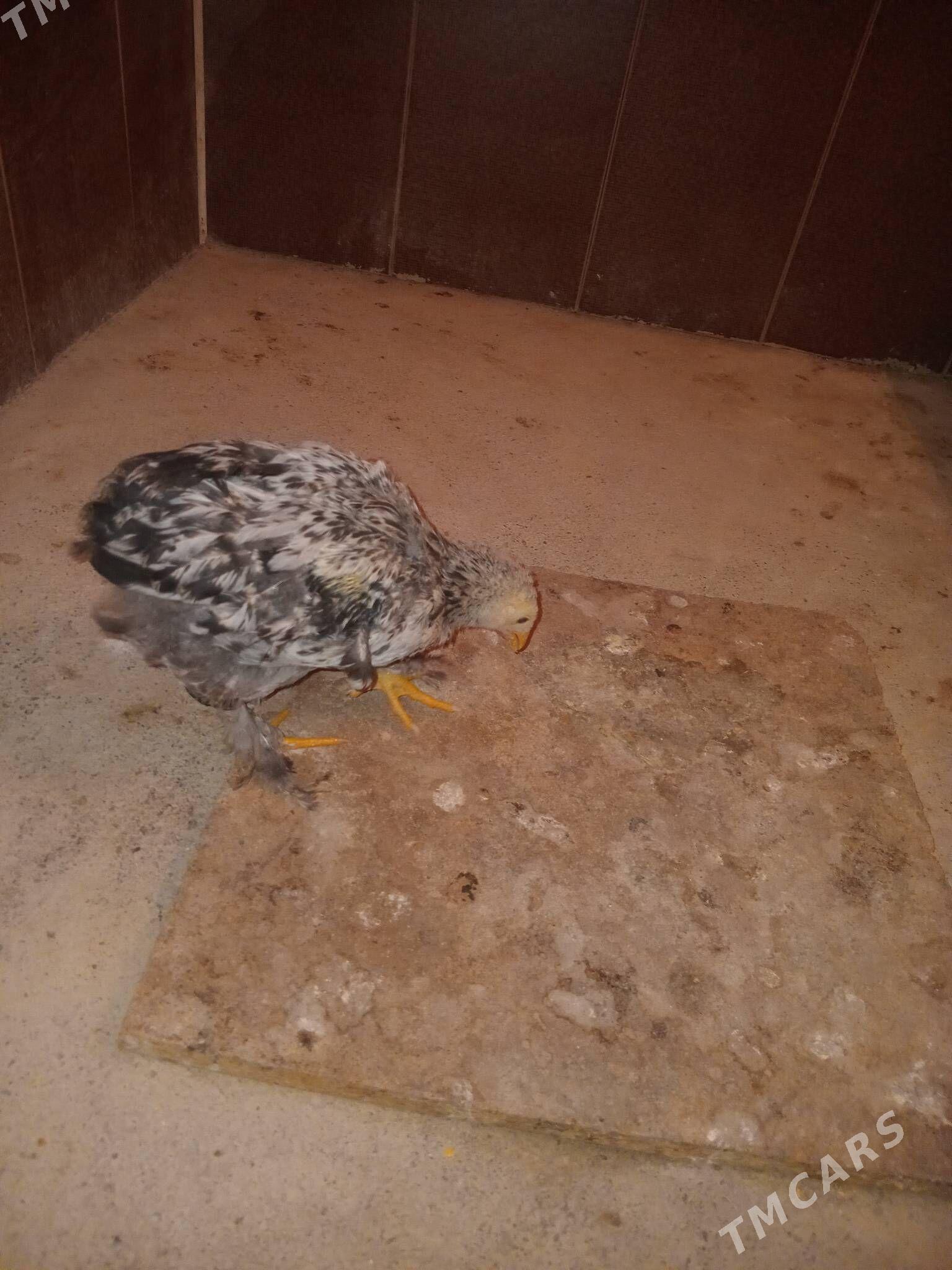 Jüje - Gökdepe - img 3