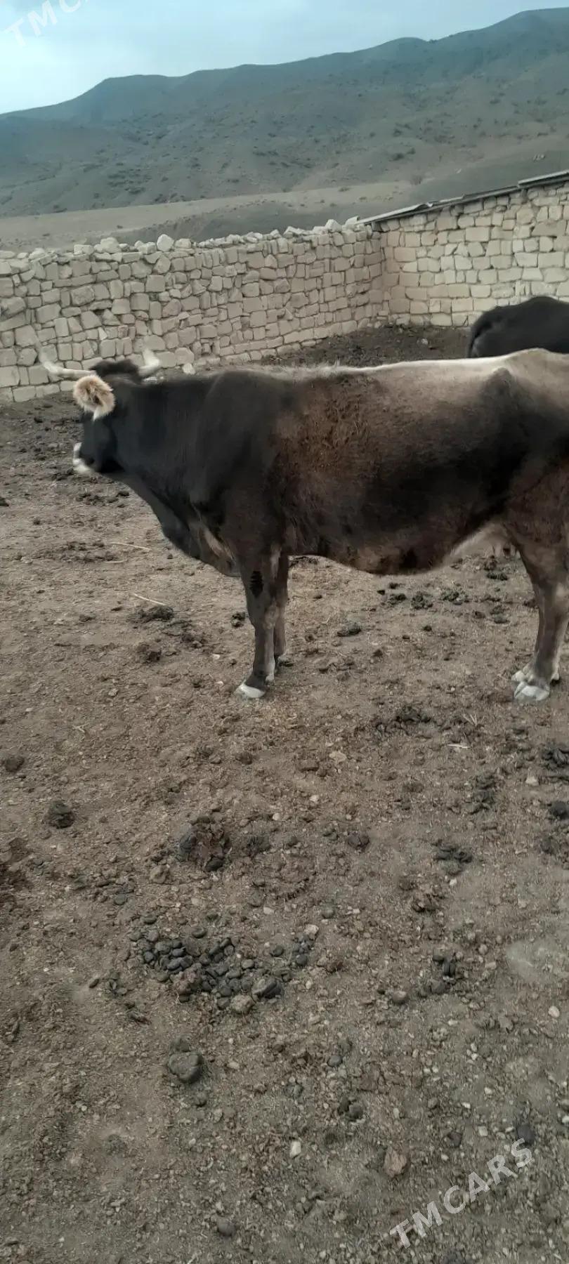 satlyk sygyrsatlyk sygyr - Махтумкули - img 2