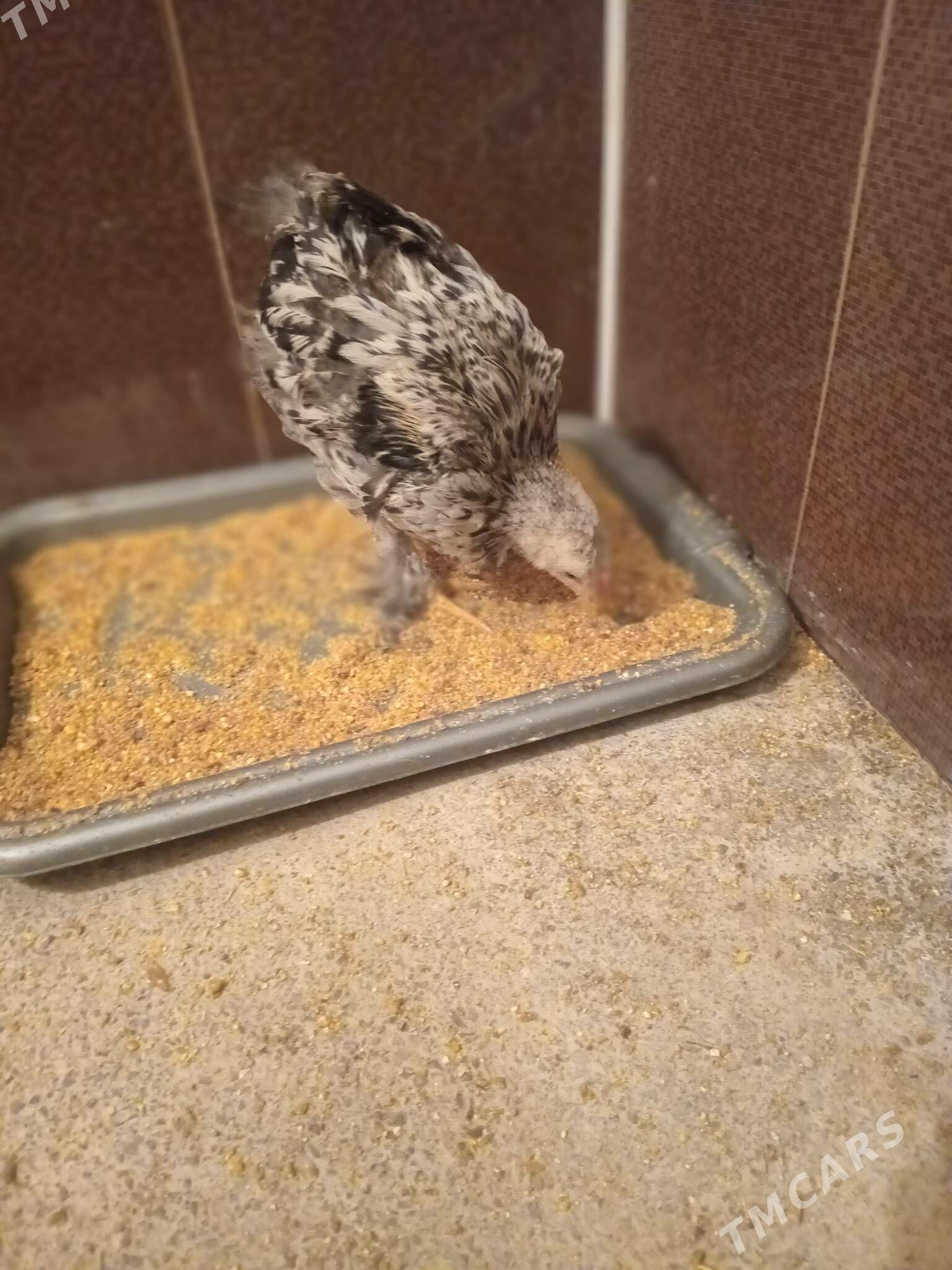 Jüje - Gökdepe - img 4