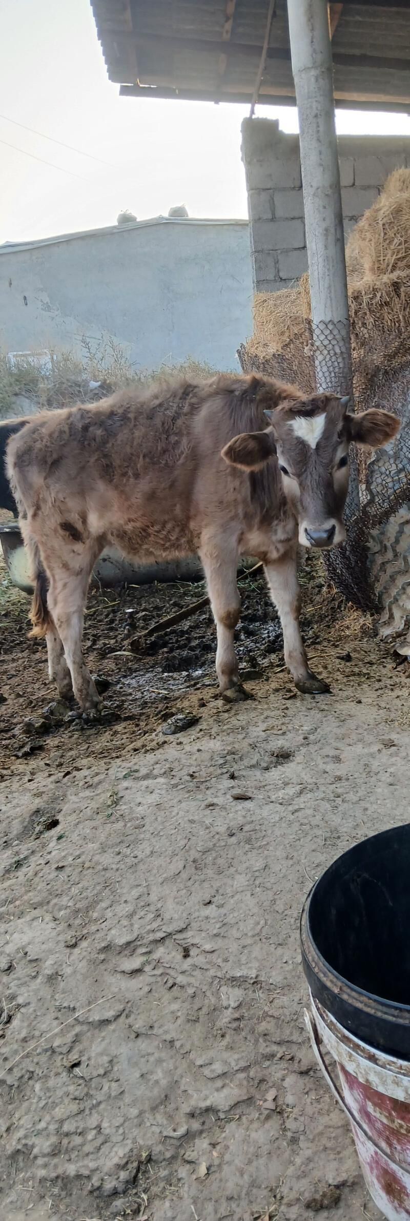 tüwe - Gökdepe - img 5