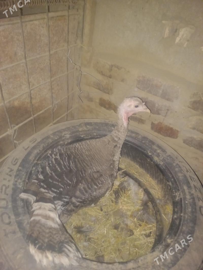 kürk induk - Мары - img 2