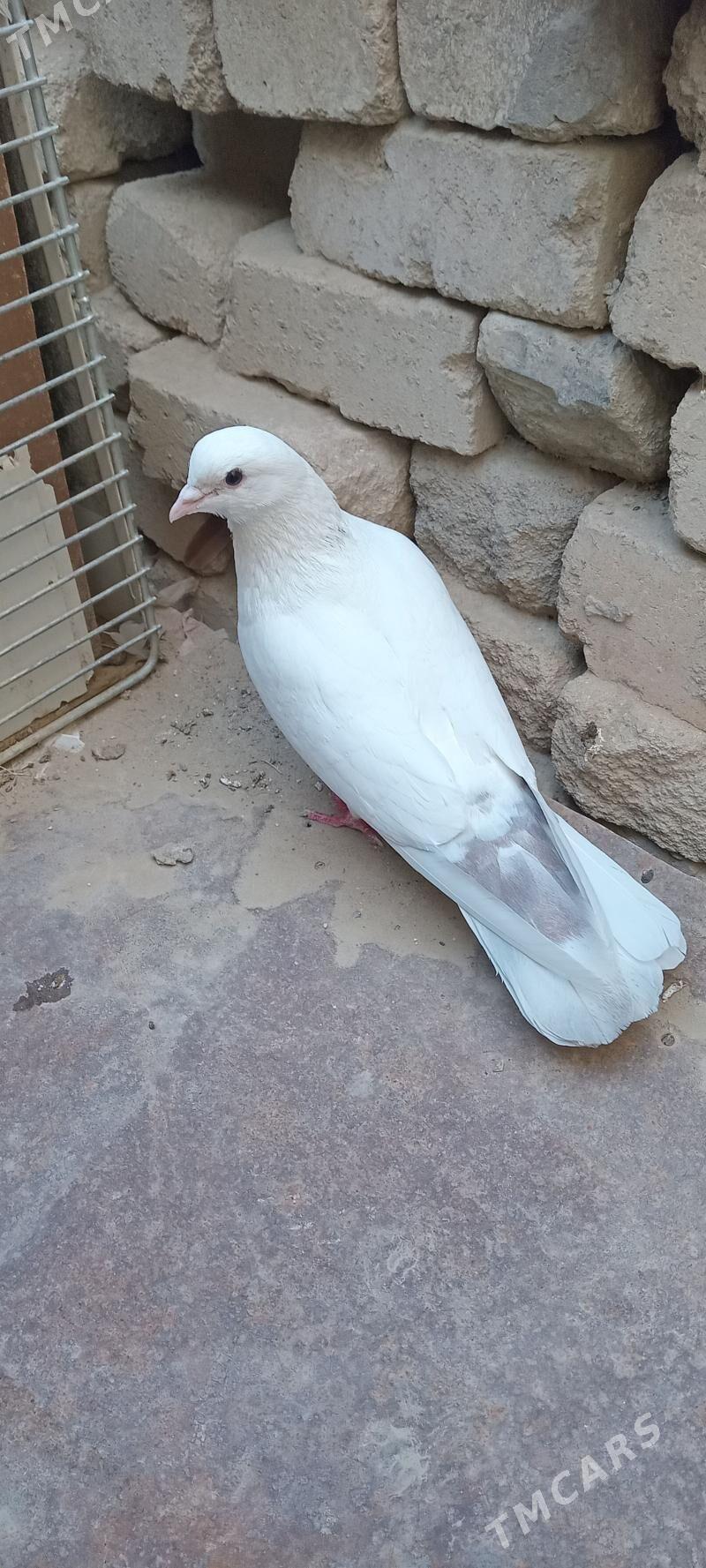 kepderi - Гызыларбат - img 2