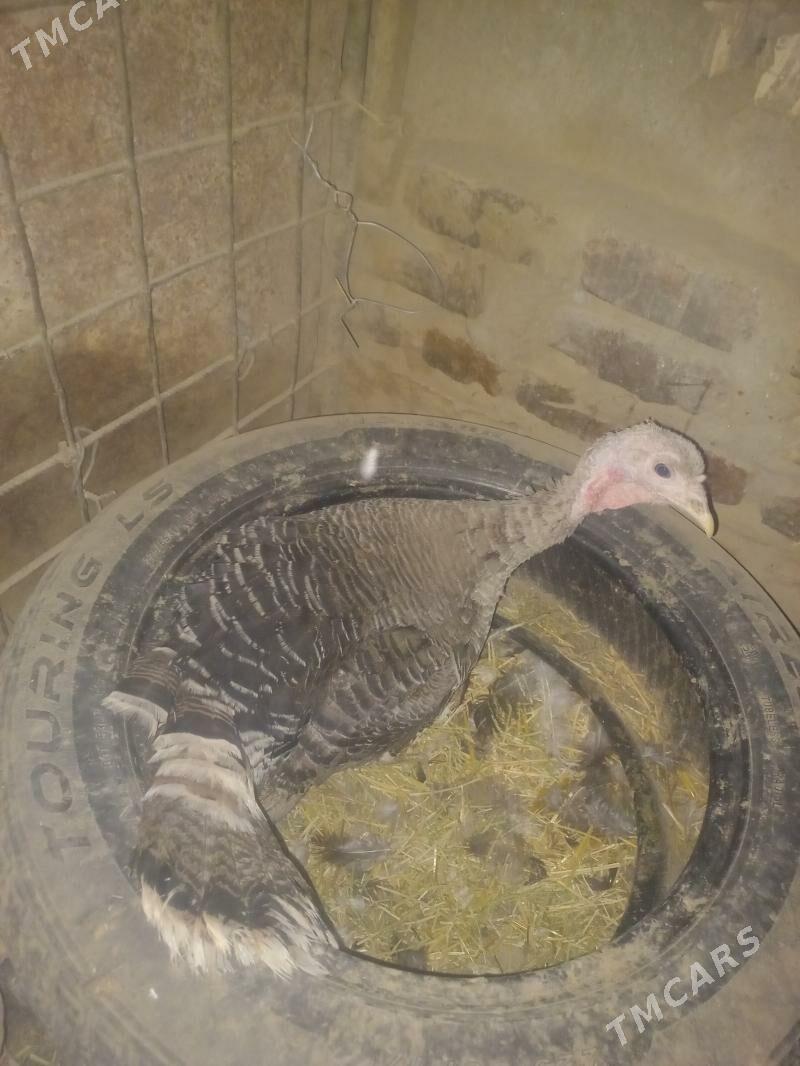 kürk induk - Мары - img 1