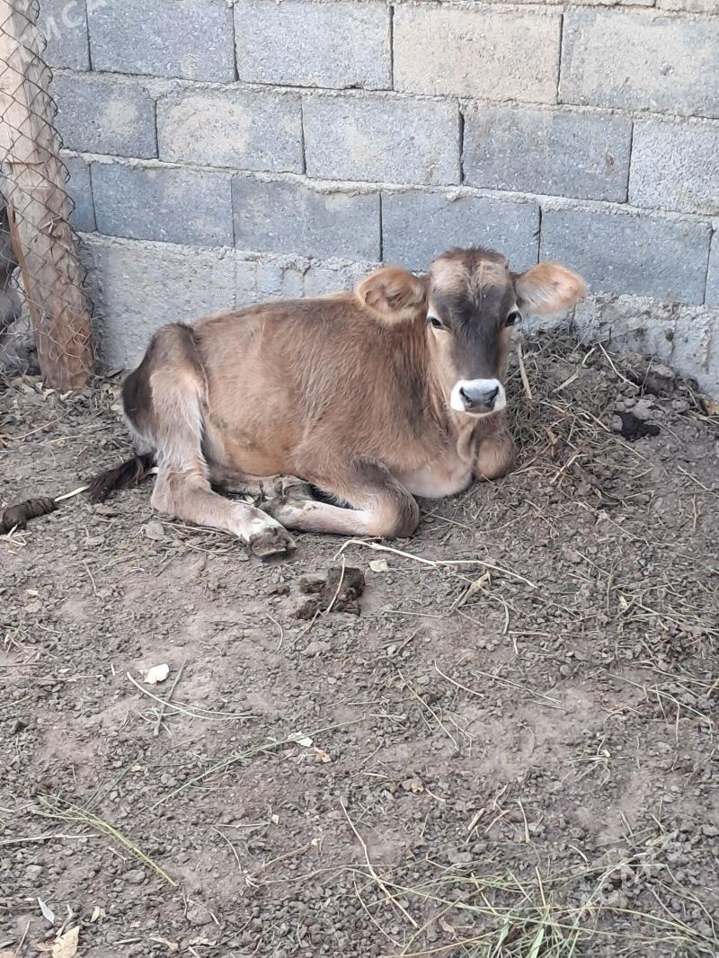 okuz siwes - Херрикгала - img 2