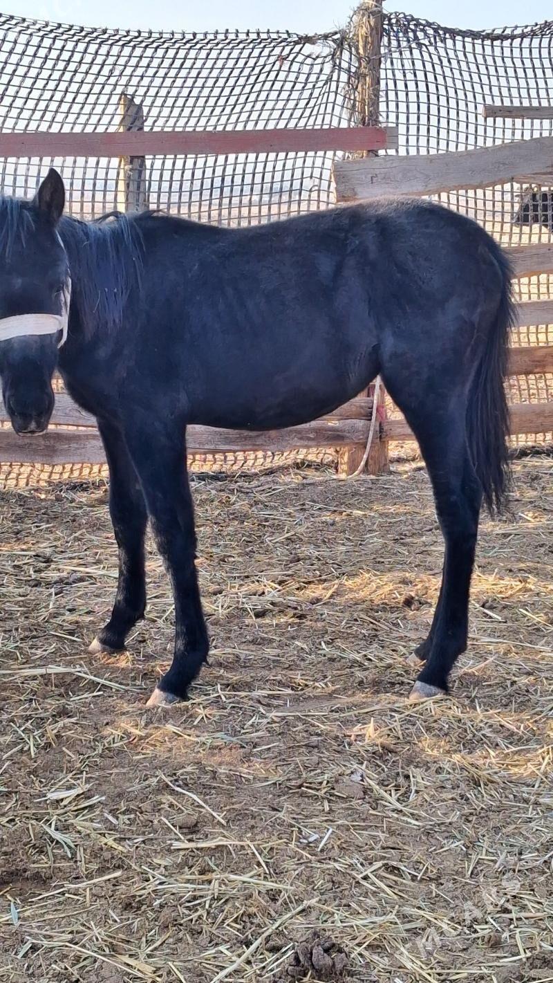 tay - Джебел - img 3