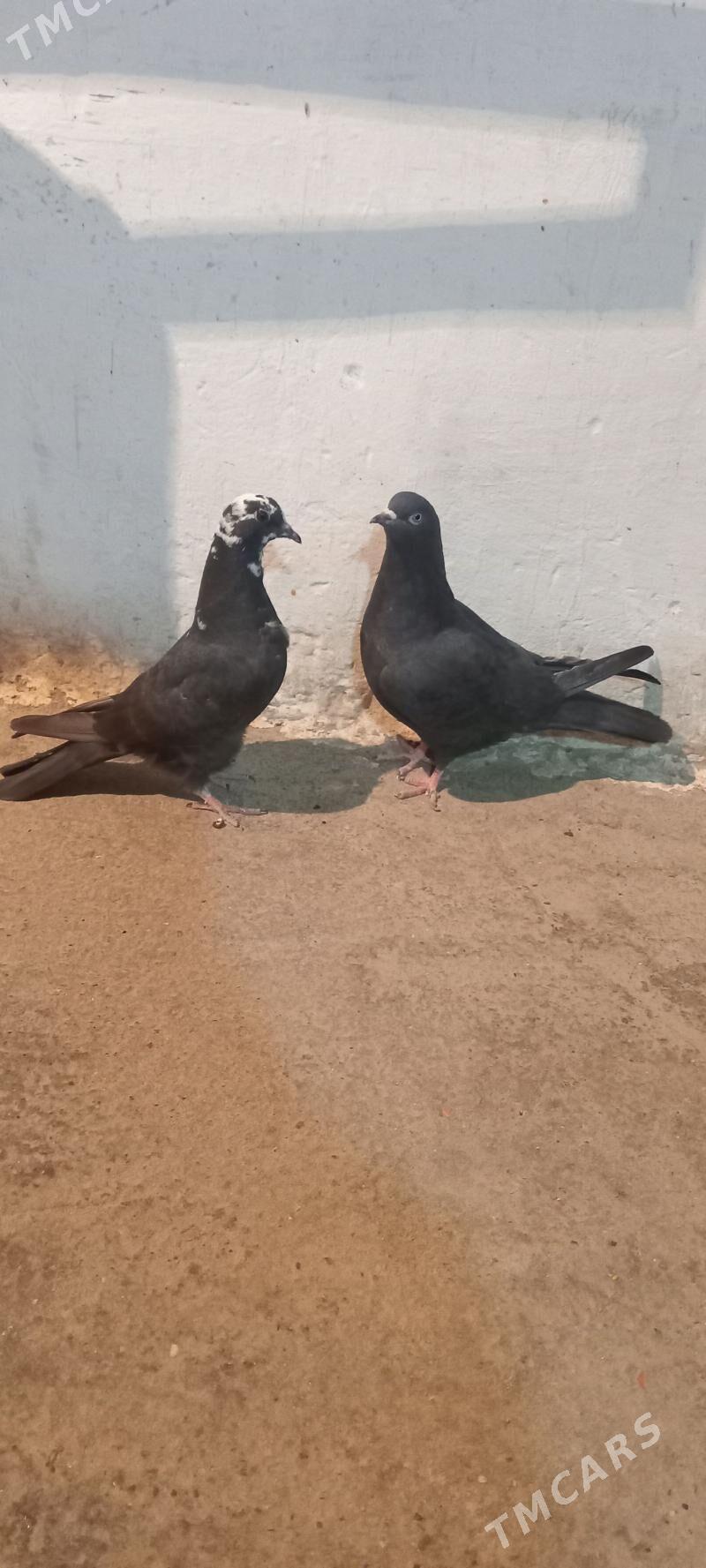 kepderi - Гызыларбат - img 3