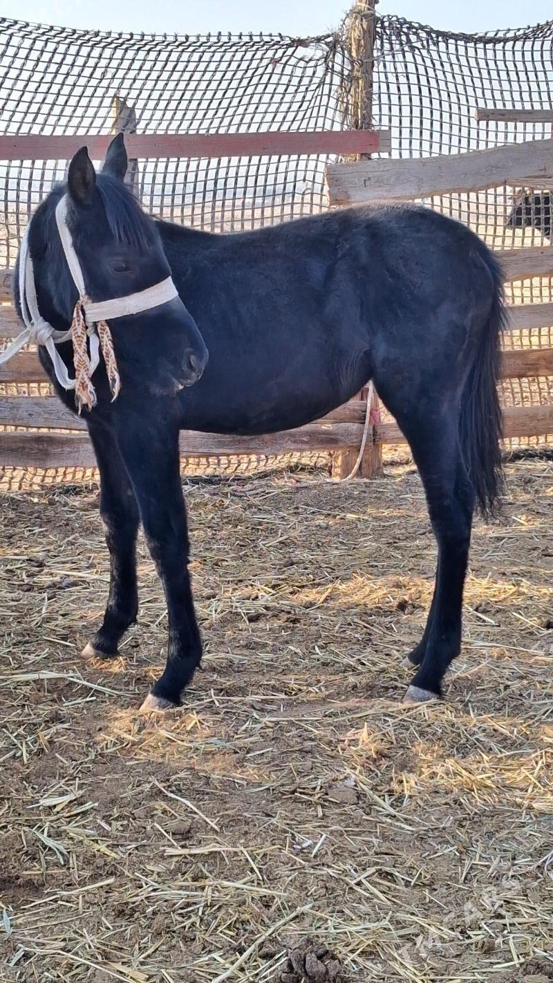 tay - Джебел - img 2