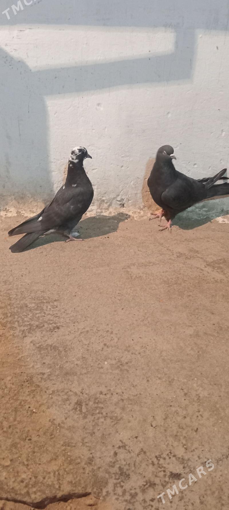 kepderi - Гызыларбат - img 2