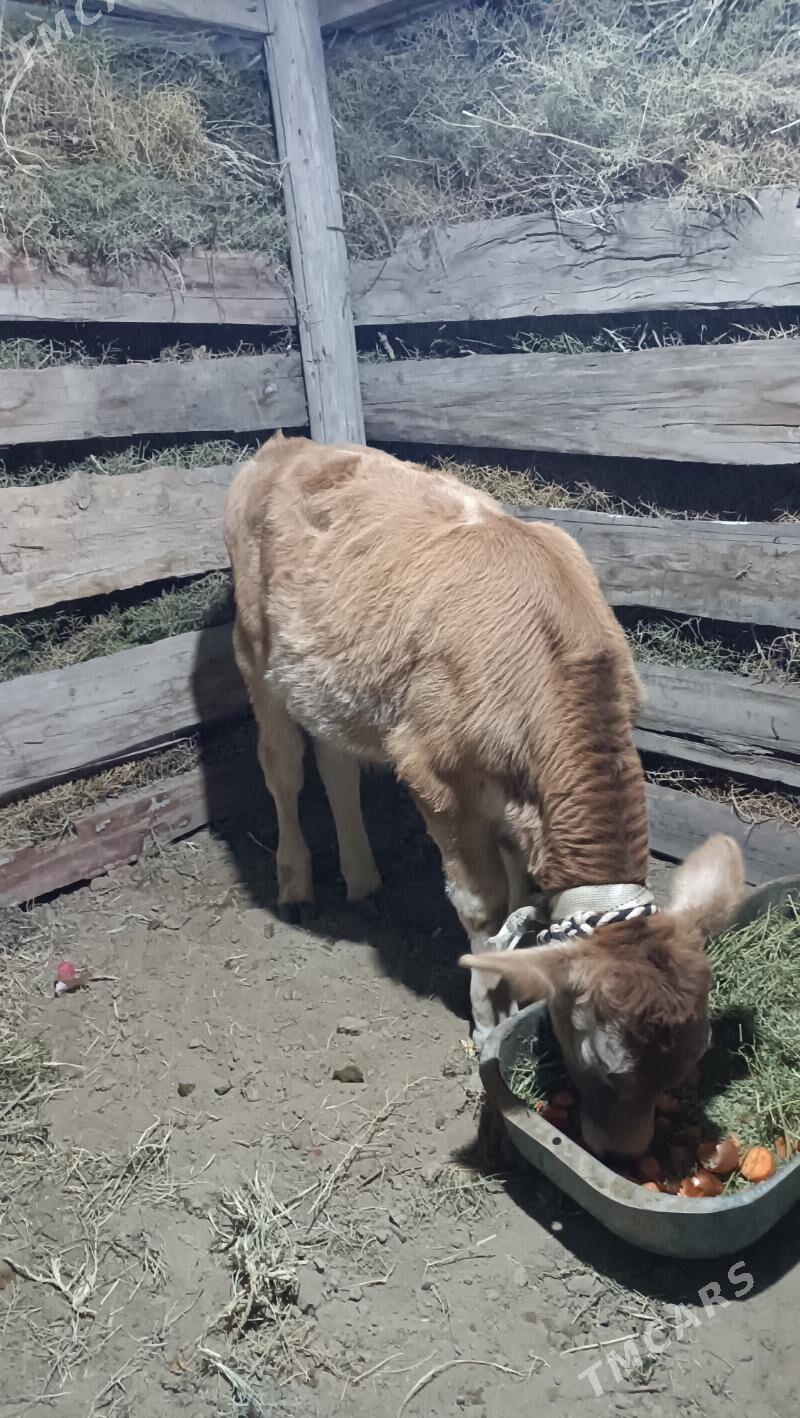 Arasa Siwes ökuz - Gökdepe - img 3