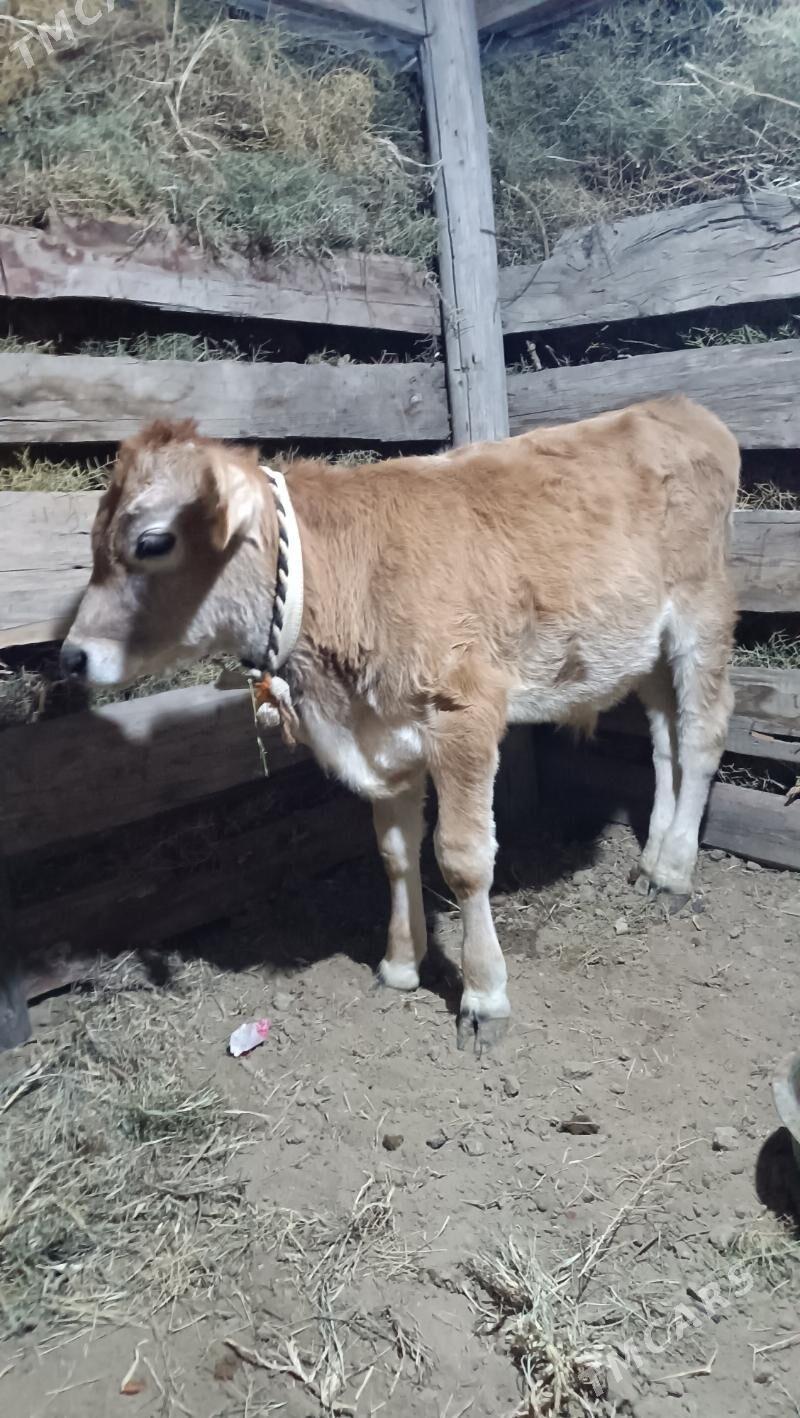 Arasa Siwes ökuz - Gökdepe - img 4