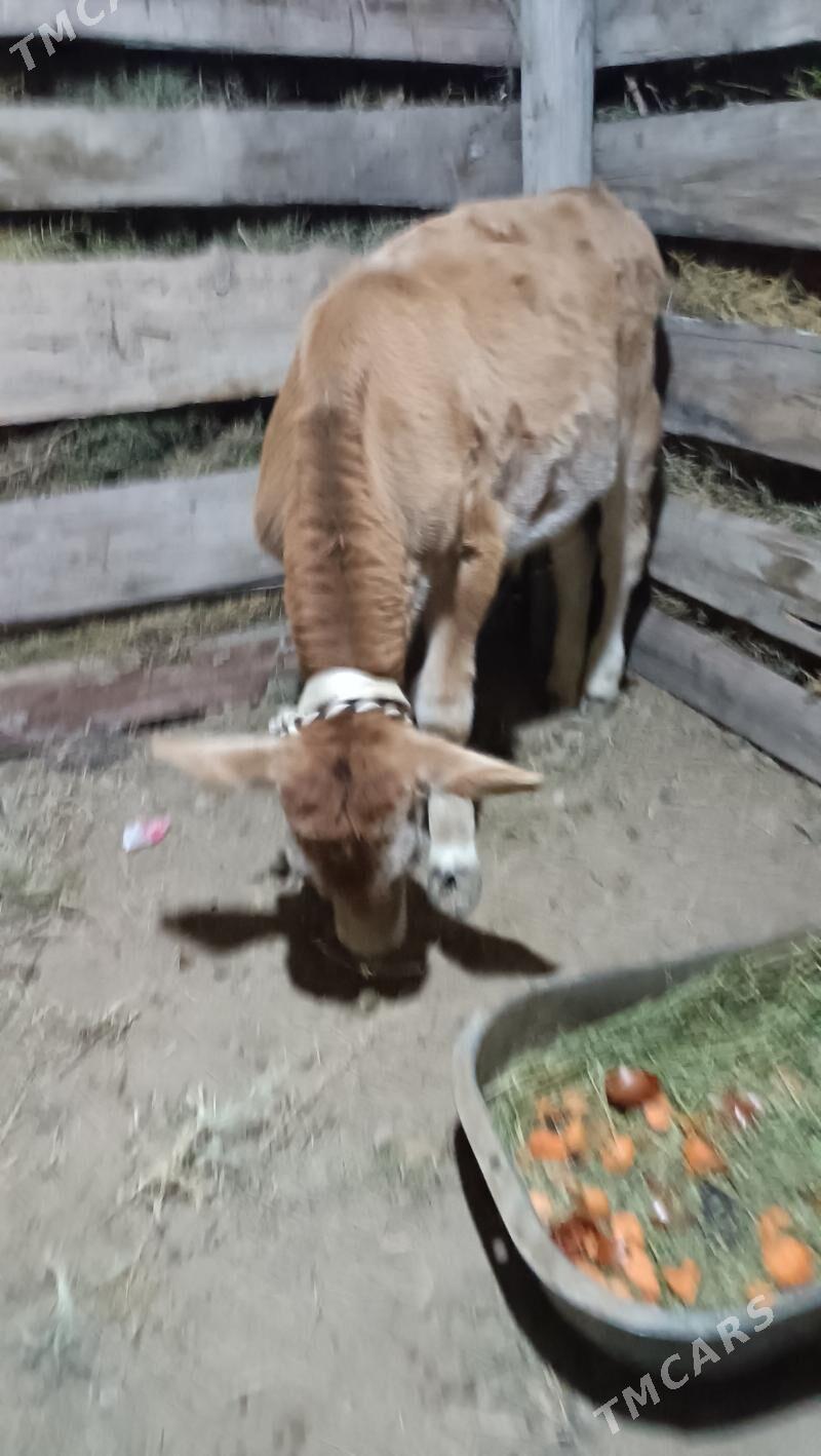 Arasa Siwes ökuz - Gökdepe - img 5