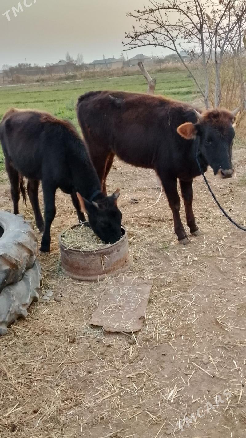 Tuwe - Бабадайхан - img 2