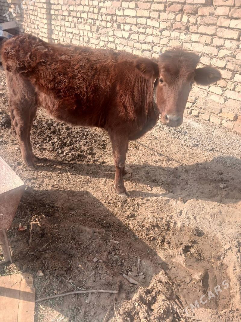 Gulojyn - Векильбазар - img 3