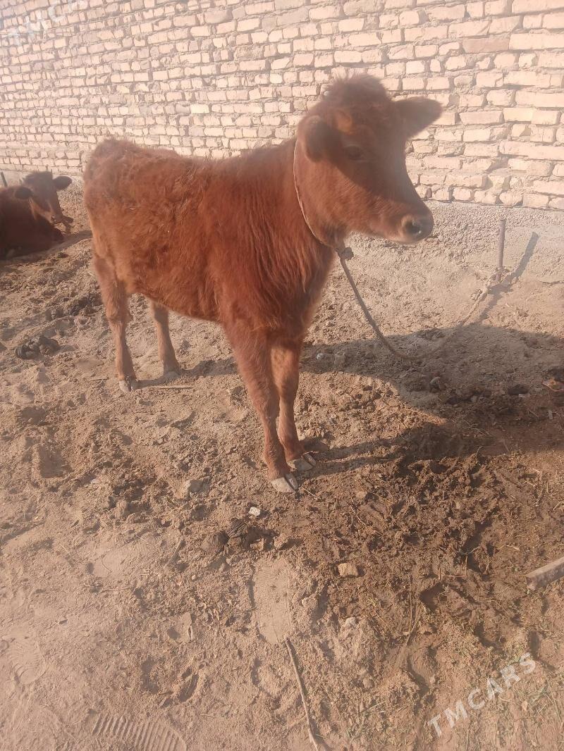 Gulojyn - Векильбазар - img 2