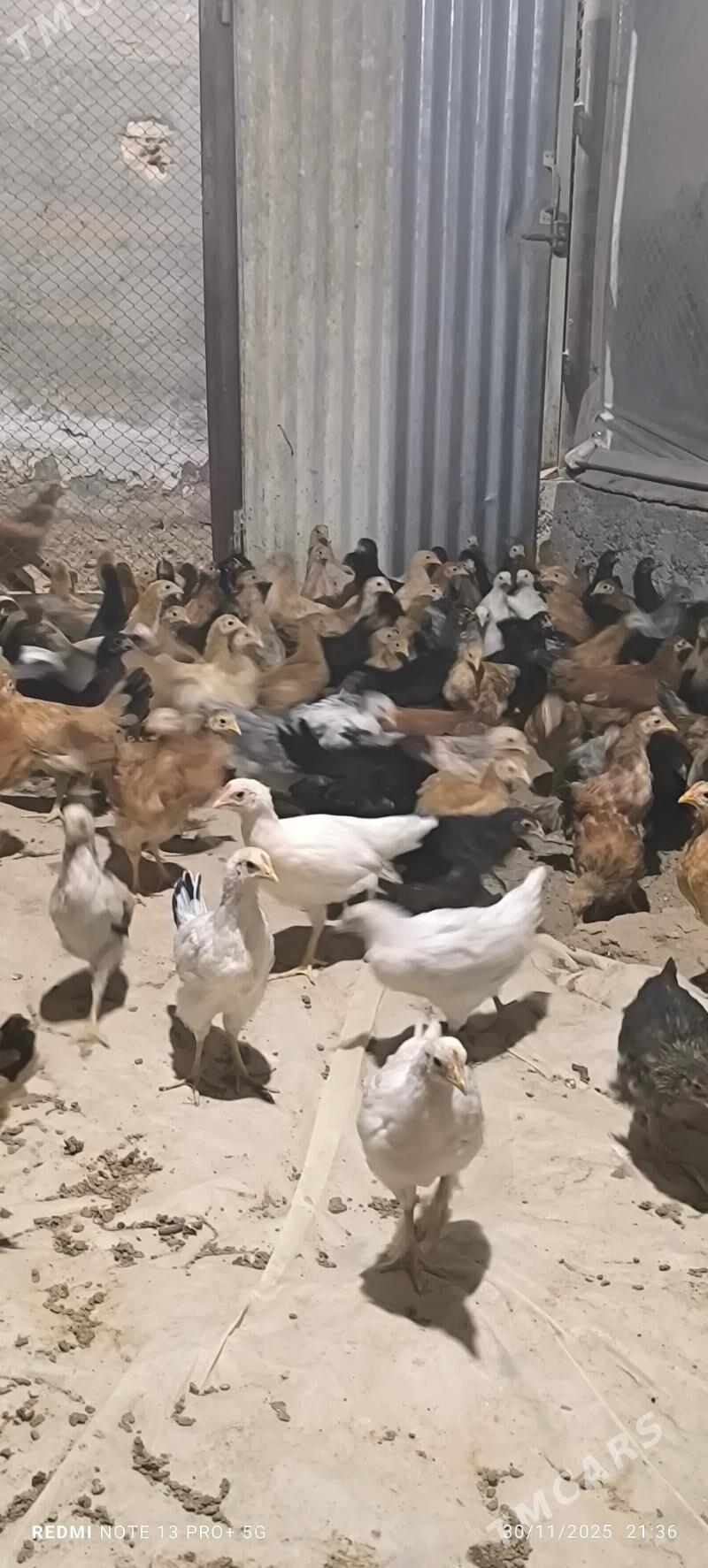 towuk juje - Baýramaly - img 10