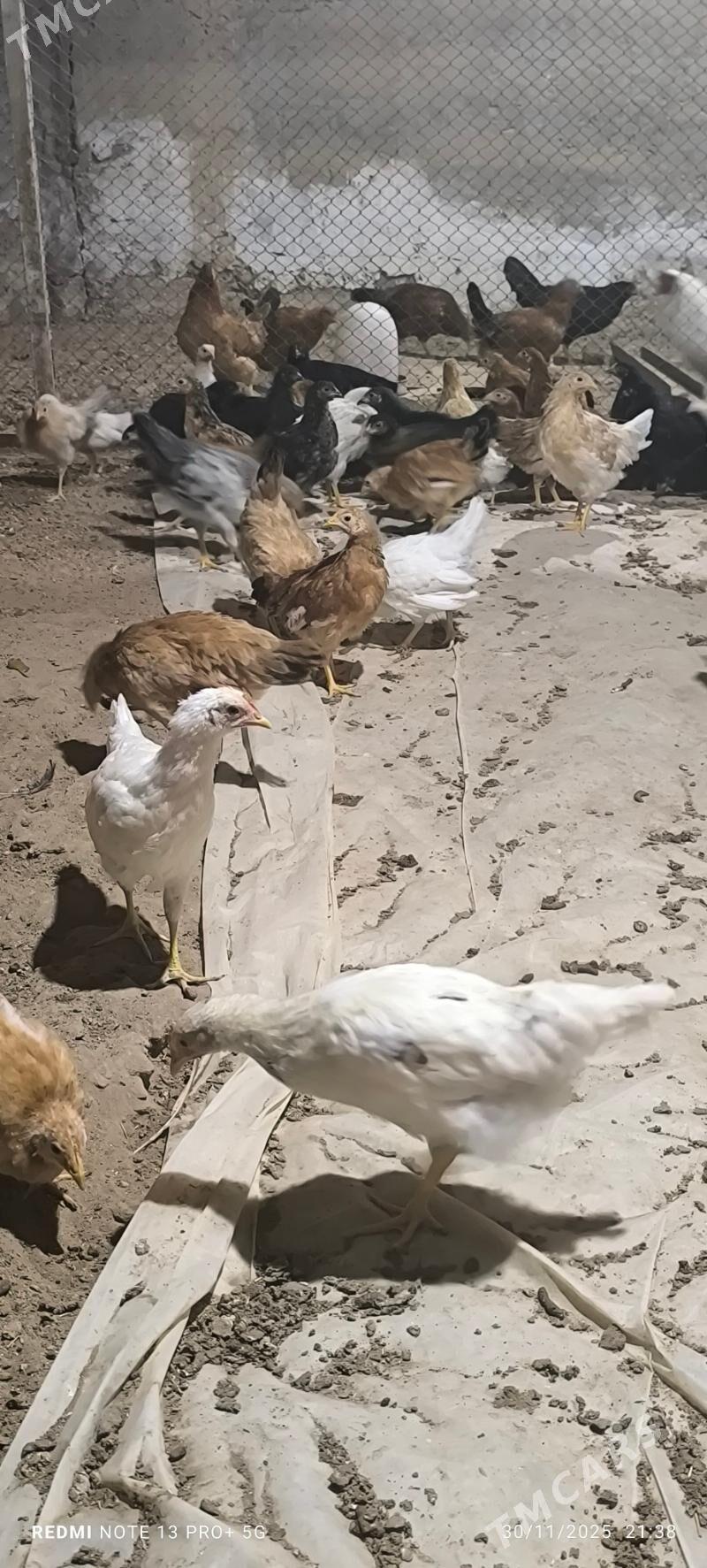 towuk juje - Baýramaly - img 5