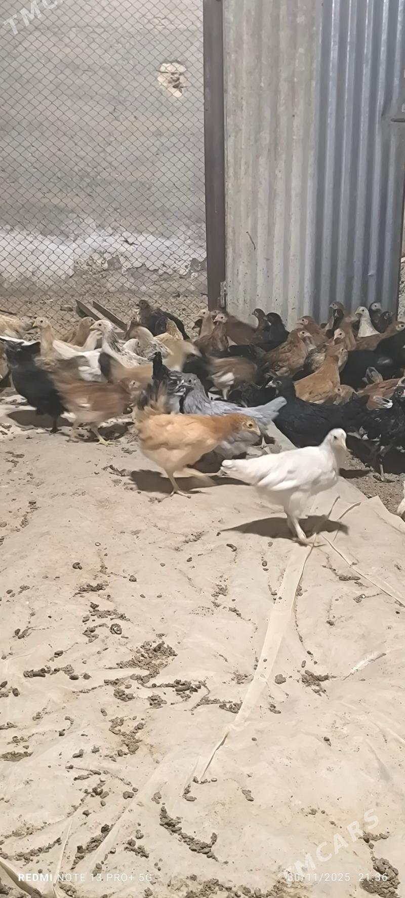 towuk juje - Baýramaly - img 9