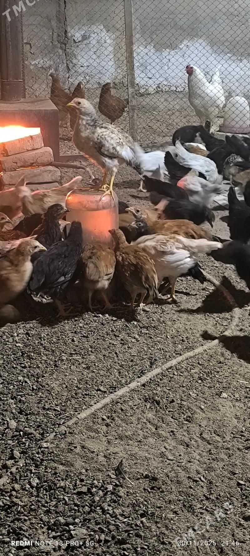 towuk juje - Baýramaly - img 2