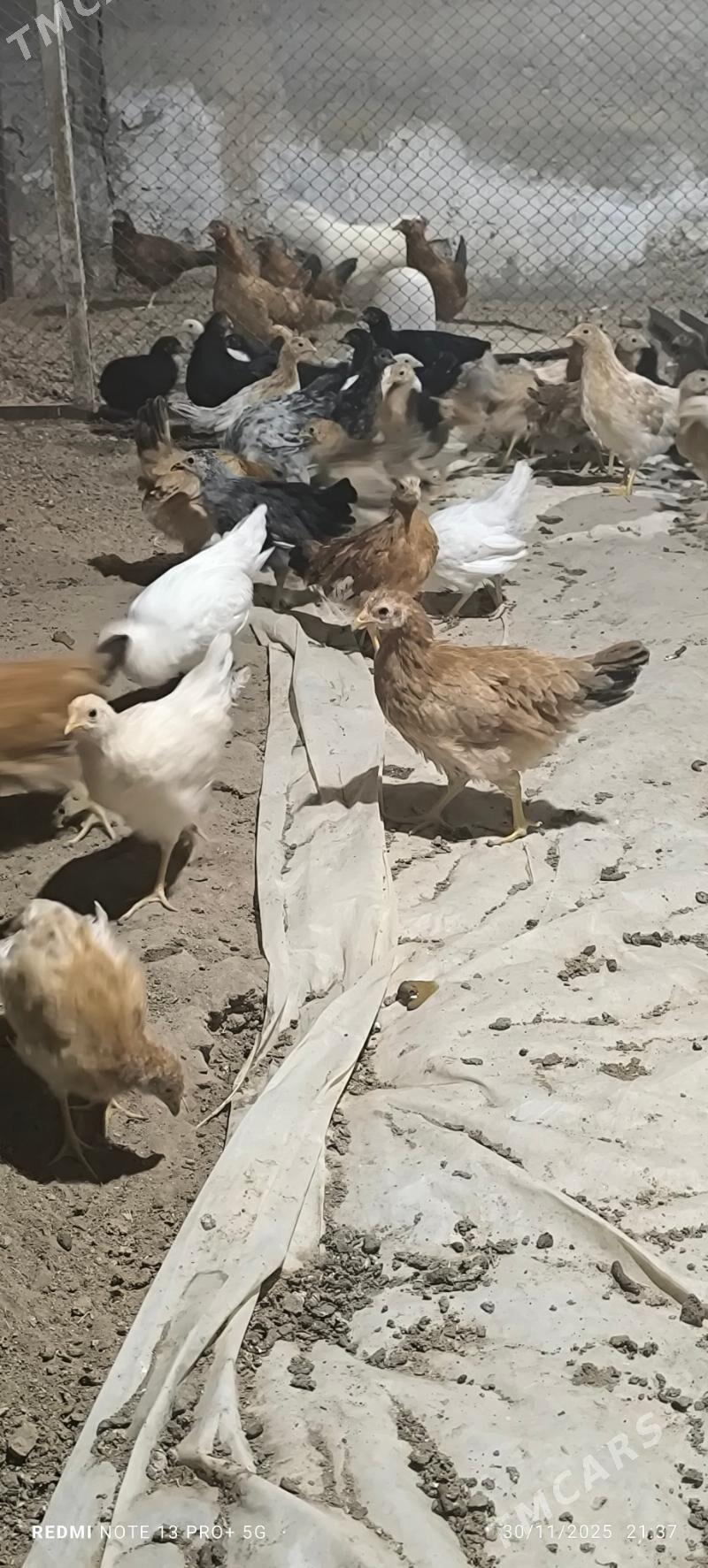 towuk juje - Baýramaly - img 7