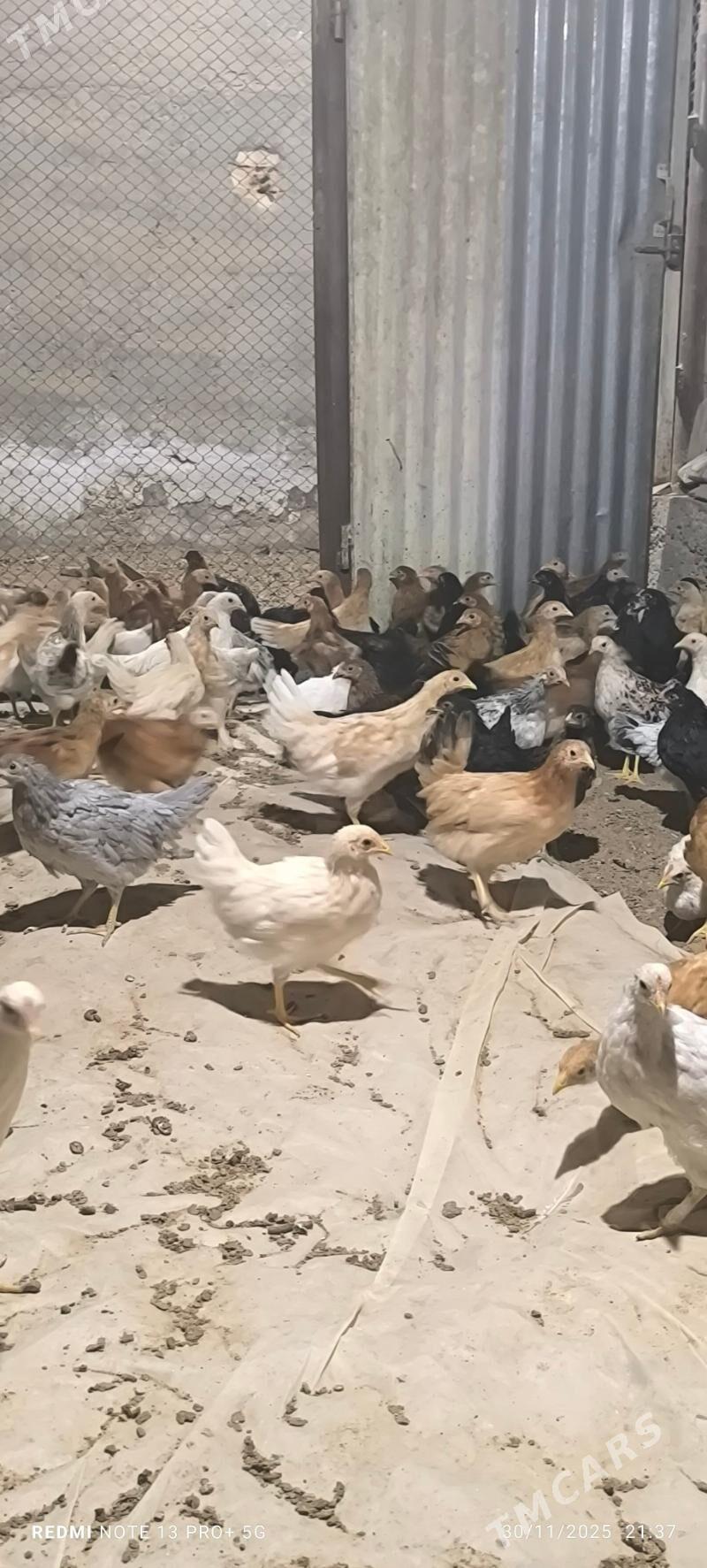 towuk juje - Baýramaly - img 8