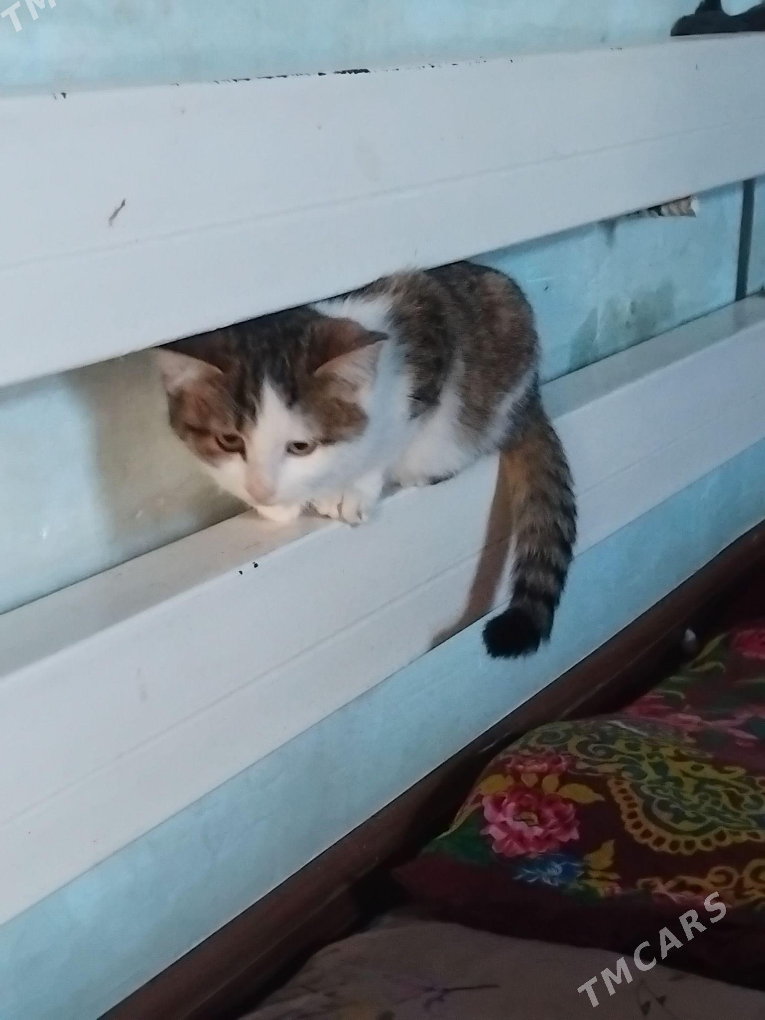 pişik şwes tohumy - Гороглы (Тагта) - img 2