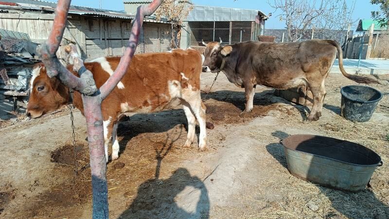 gibirit tuwe - Gökdepe - img 1