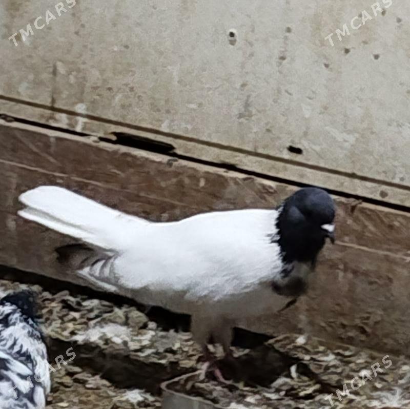 Kepderi - Aşgabat - img 2