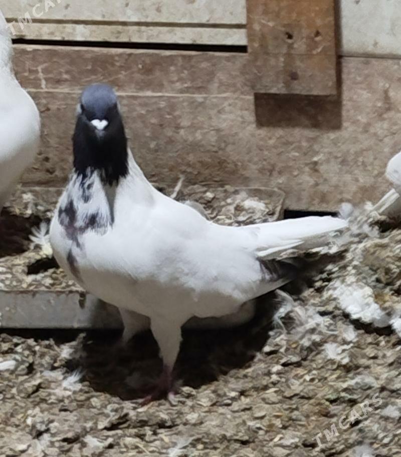 Kepderi - Aşgabat - img 4