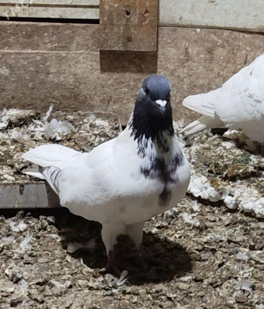 Kepderi - Aşgabat - img 3