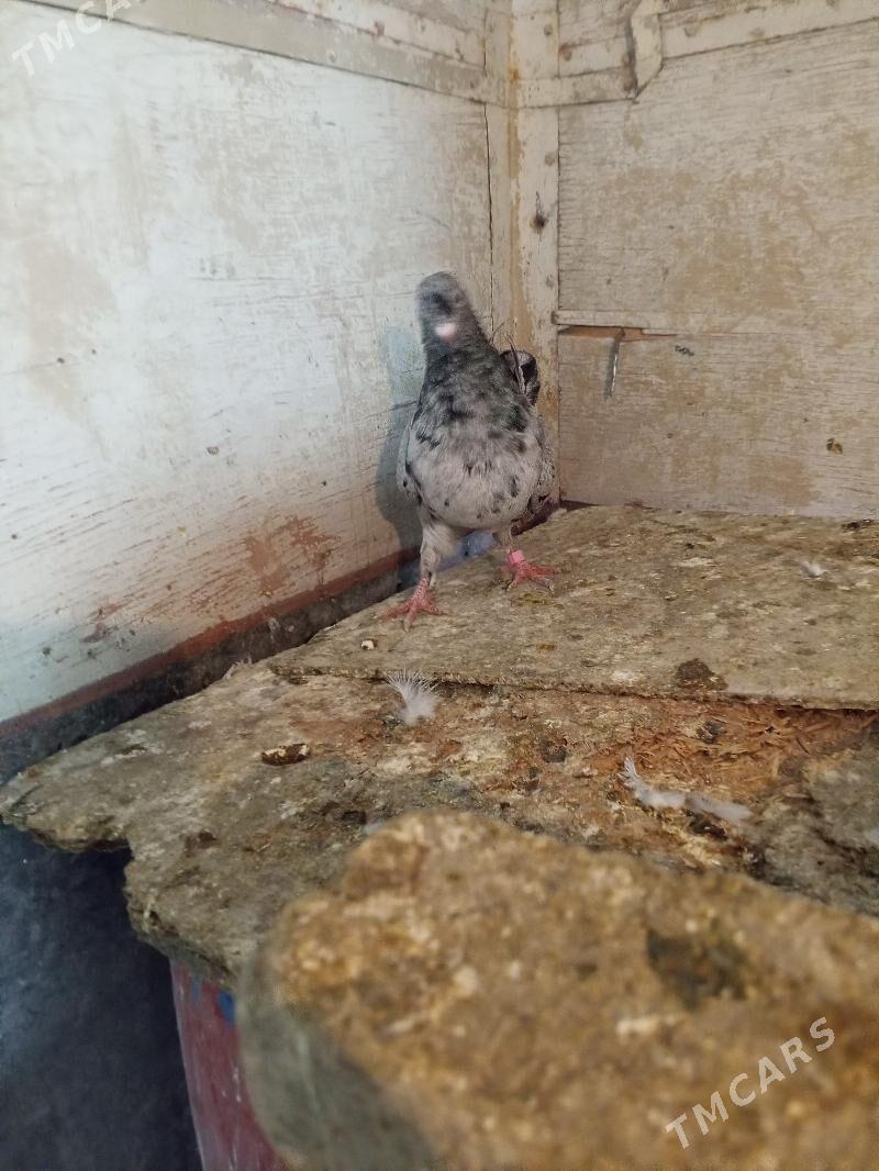 kepderi - Ашхабад - img 4