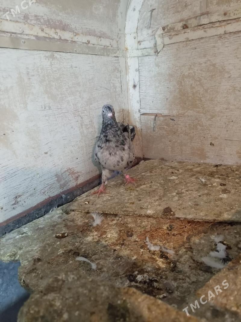 kepderi - Ашхабад - img 3