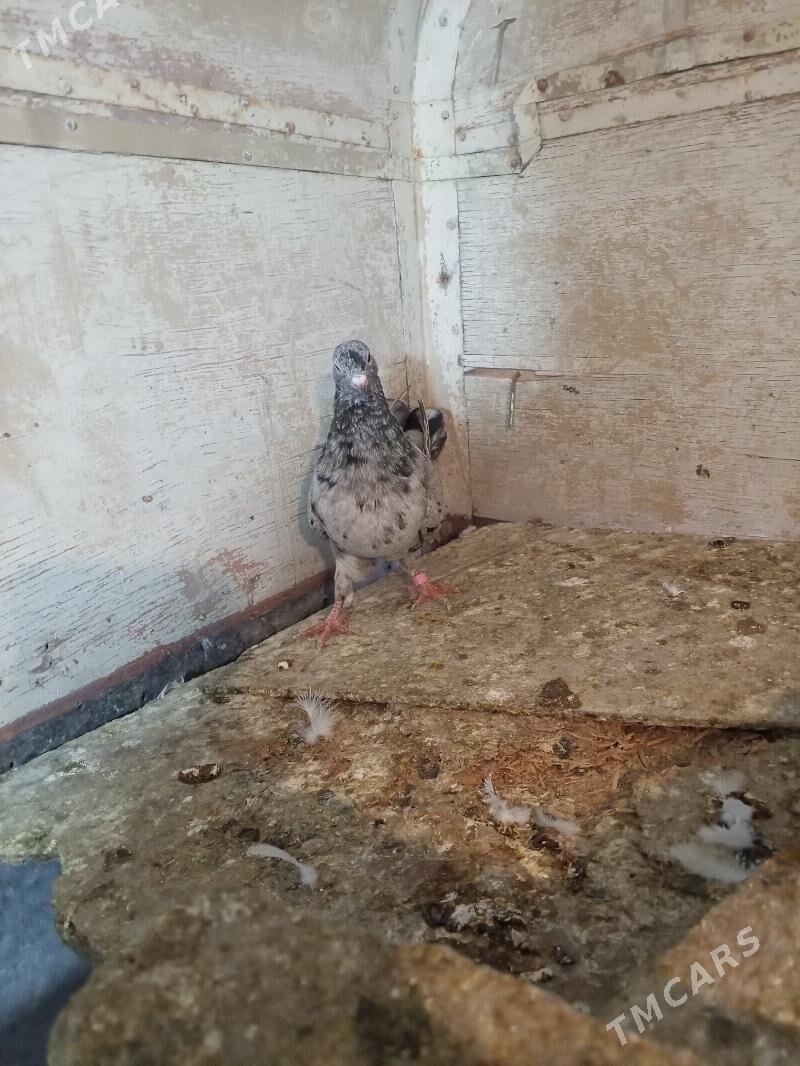 kepderi - Ашхабад - img 2