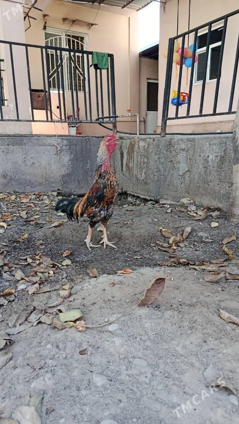 taşkent - Анев - img 2