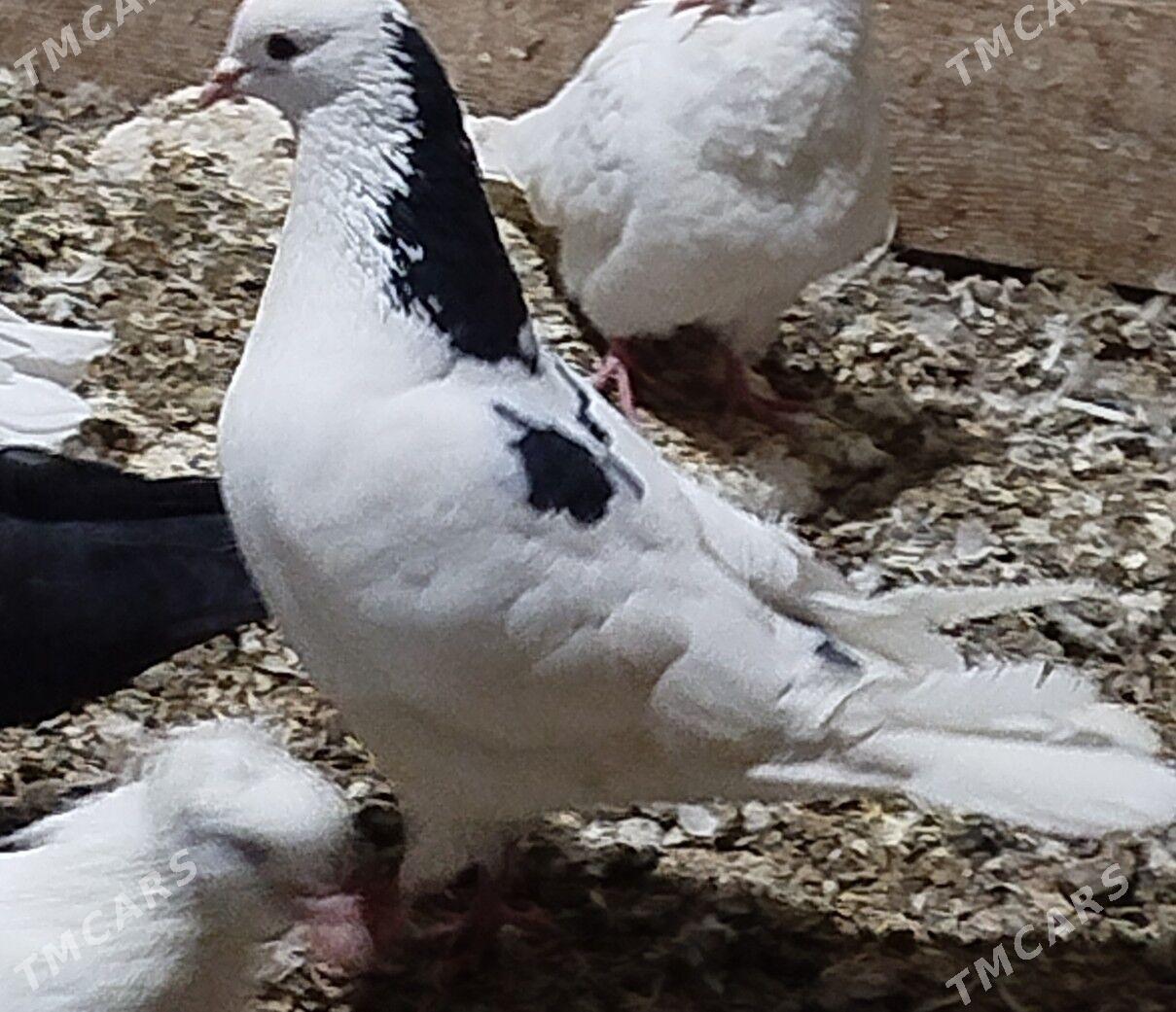 Kepderi - Aşgabat - img 2