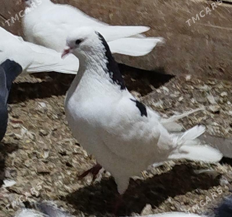 Kepderi - Aşgabat - img 3